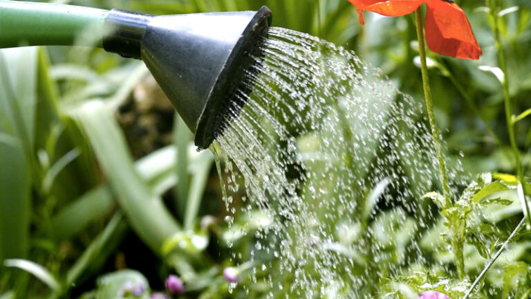 Regar plantas