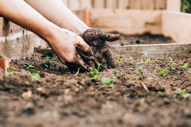 Jardinagem do zero: ferramentas e passos essenciais