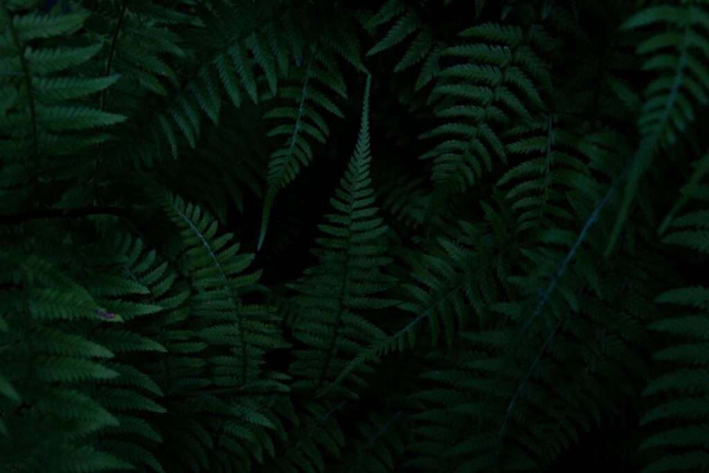 Jardim com plantas de folhas escuras como Cordyline, Calathea e Fícus elastica, destacando a profundidade e sofisticação no paisagismo.