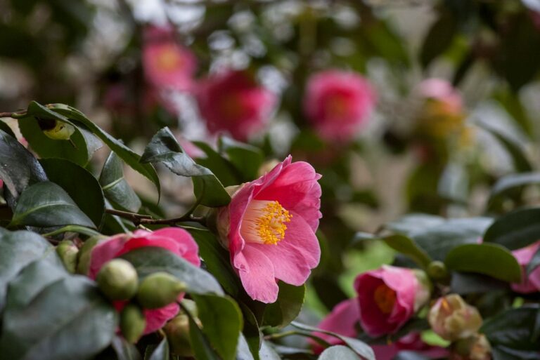 Camélias rosas em flor entre folhas verdes, espécie que floresce no frio e é indicada para o jardim de inverno em julho.