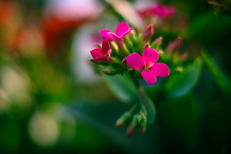 Outubro Rosa no jardim: 5 flores cor-de-rosa para cultivar agora
