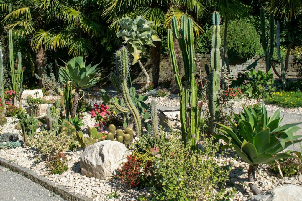 Jardim de xeropaisagismo com cactos, agaves e suculentas sobre cascalho branco e pedras, exemplo de paisagismo que economiza água.