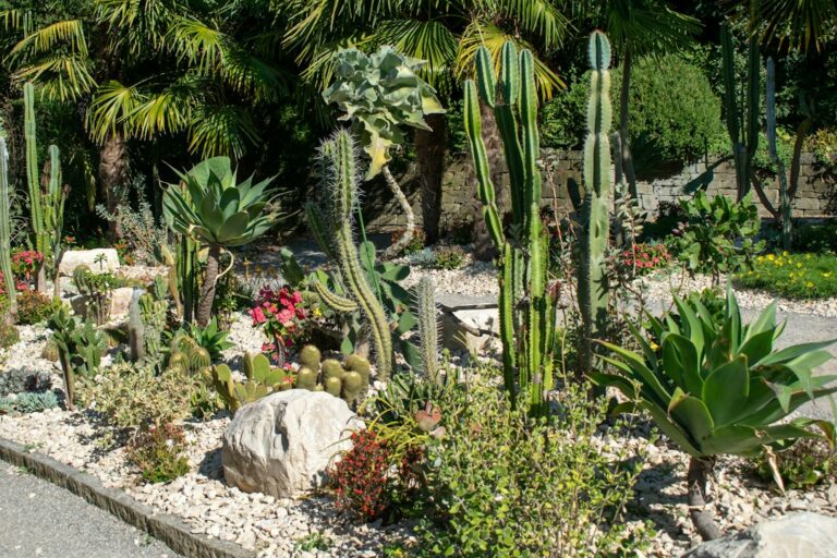 Xeropaisagismo: Jardins Lindos com Menos Água